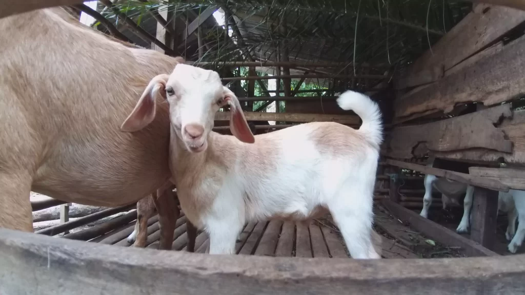 goat-project-joran12